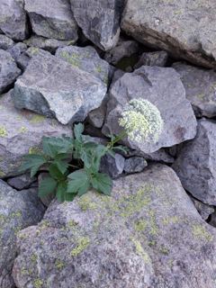 Nouvelle tentative Manica