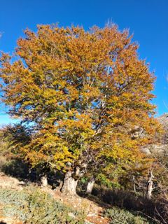 Chemin forestier 