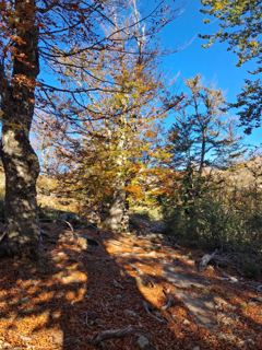 Chemin forestier 