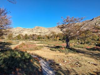 Chemin forestier 